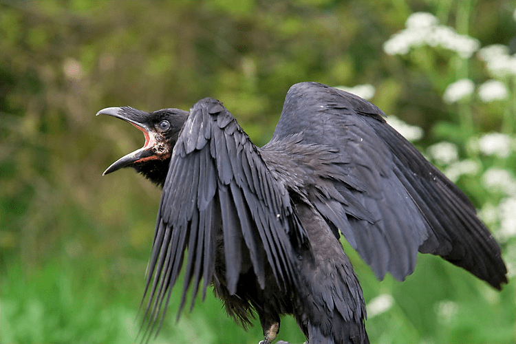 Photo Cred: Vincent Bazen